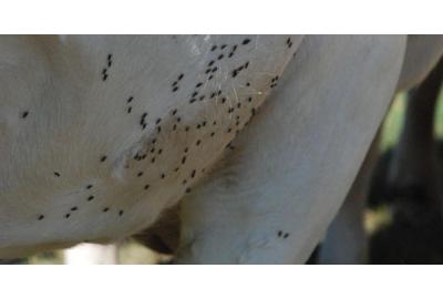 PRODUCT REVIEW: Insecticides