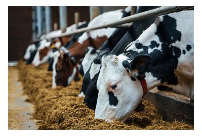 Heat Abatement: Not Just for Lactating Cows