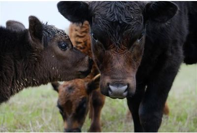Guidelines for Managing Replacement Cattle