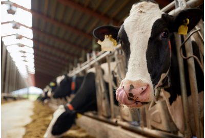 Ask a Vet: Prepare for Pinkeye Season 