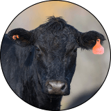 beef