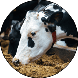 dairy