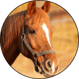 equine