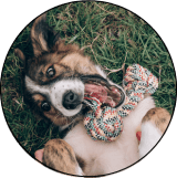 pets