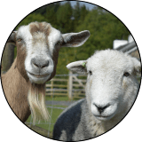 goat-sheep