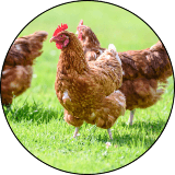 poultry