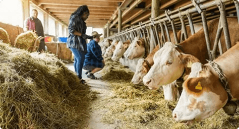 Fresh Cow Support