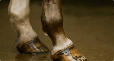 Hoof & Leg Care