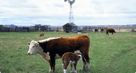 Calf Vitality