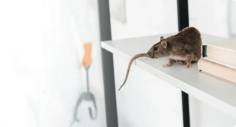 Pest Rodent Defense
